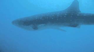 Big Whale Shark Maldives