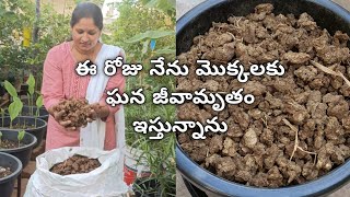 మొక్కల కోసం ఘనజీవామృతం తెప్పించుకున్నాను మీకు కావాలంటే || Ingredients for making ghana jeevamrutham