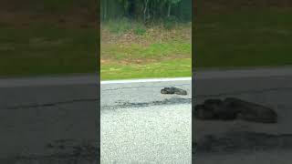 Snake accident//bach gya kya ?😬 #shorts #tiktok #car #car #broken #snack