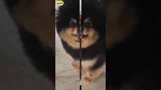 Best Funniest Animal Videos Of The Month #shortvideo #shorts