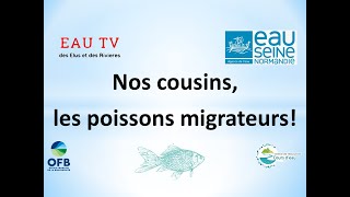 Complément Ep.6 : Découvrons nos cousins, les poissons migrateurs!