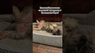 Пятница-один из старинных праздником в! Отмечается 3 дня!#holiday #zwergschnauzer #фрося #dog