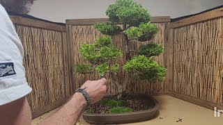 conifer Bonsai, six years in the making