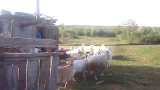 sanen süt keçisi -Cute Baby Goats