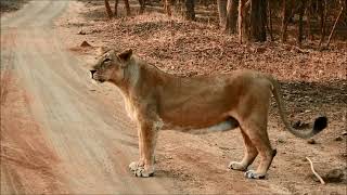 asiatic lioness