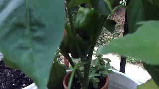 Apartment Balcony Gardening DIY II:  Summer Tending: Peppers, Basil, Tomatoes & More