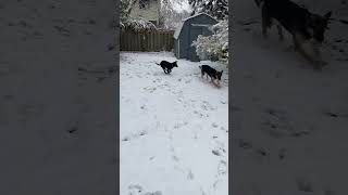 German Shepherds playing in the snow