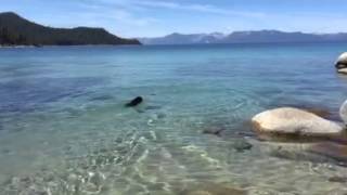 Ruby swimming Tahoe