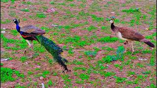 Peacock and peahen are wandering in grass