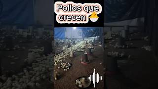 🏆 Por esto es importante el papel Kraf en los pollos de engorde 🌟 #pollosdeengorde #pollos