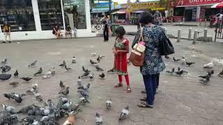 To many pigeons