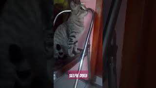 #kucing#Selfienya di Sini