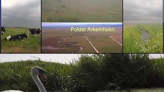 Polder Arkemheen.