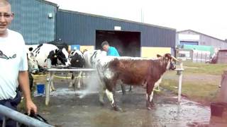 Loghorn Heifer from Mount Woodlands Farm Gardens