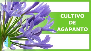 CUIDADOS do AGAPANTUS 🌿💜 (Substrato, Irrigação, Poda, Localização e REPRODUÇÃO)