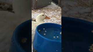 Yummy! Snaks! The Ducks get a new heated outdoor bowl.