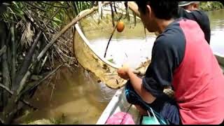 Udang Temerang Sungai Marang | Catch Freshwater Shrimp Using "Temerang"