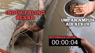 UMPAN IKAN MAS AIR KERUH! POIN INDUK DAN HAMPIR RAIH TOTAL SELAMA 2 SESI