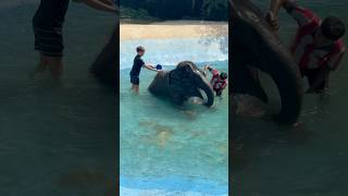 Elephant Enjoying a Bath in Phuket Thailand! #shorts #elephant #bath #phuket #thailand #ytshorts