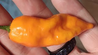 OFF PHENO TRINIDAD SCORPION ORANGE LONG TAIL, channel update, and unboxing