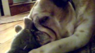 Sophie The Bulldog's Bedtime and Naptime Ritual