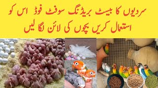 Most Breeding Food Before Winters | love birds breeding tips