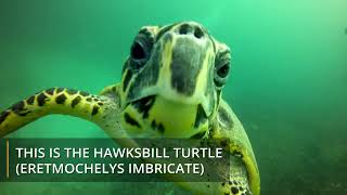 Seychelles Island Conservation Project - Hawksbill Turtle Conservation