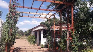 Meu PERGOLADO com BOUGAINVILLEAS