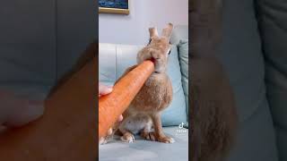 Rabbit eatting video #animal #nature #rabbit #pet #cute #fyp