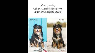 Cohen the Dog's Rapid Weight Loss Success Story