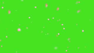 Rose petals green screen effect | Falling Rose petals Effect motion green screen video |#greenscreen