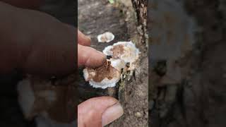 Weird Fungus On Log