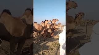 Desrt camel