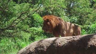 King of the Jungle || nature portrait