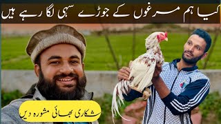 Aseel Murgao ka Shoq | Pehla Lasani Aseel Murga | اصیل مرغوں کے جوڑے کیسے لگائیں