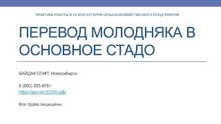 Перевод молодняка животных в основное стадо в 1С:Бухгалтерия сельскохозяйственного предприятия