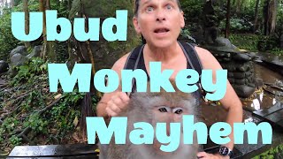 Ubud Monkey Mayhem