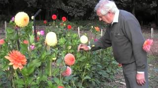 how to grow Dahlias with the help of an easy to use honda rotavator