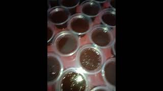 Puding Coklat Cup Untuk Isian Snack Box #snackboxkekinian #idejualan #food #puding #pudingviral