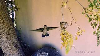 Colibrí, también conocido como chuparrosa.