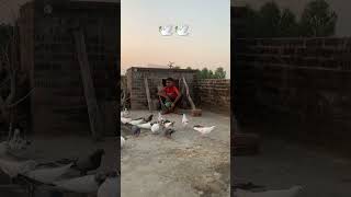 🕊️ subscribe #kabutar #trending #shorts #ytshorts #kabootar #pigeon #video