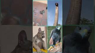 Which one do you like best? | Funny Animal Videos 2023😂 - Funniest Cats and dogs Video 😺😍