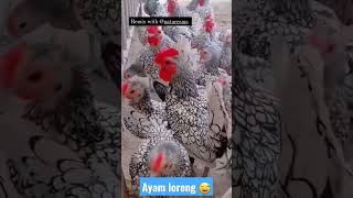 Ayam Silver Sebright .... sayang mau digoreng juga 😅