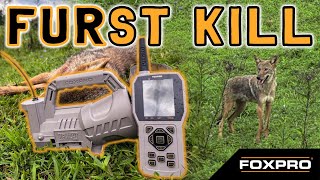 The FOXPRO Hellcat Pro Takes It's First Kentucky Coyote