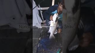 strike ikan baramundi di Bagan Tanjung kait || saksikan video lengkapnya  juga ya #fishing