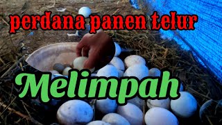 perdana panen telur melimpah