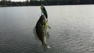 Craziest Topwater Fish!