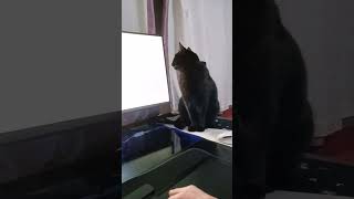 Dusty follows the mouse cursor