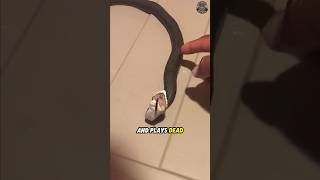 What Happens When You Touch This Snake?