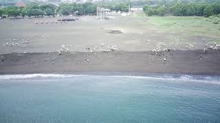 SDK Santa Maria Banyuwangi - Bersih-bersih Pantai Boom - Vid. 1